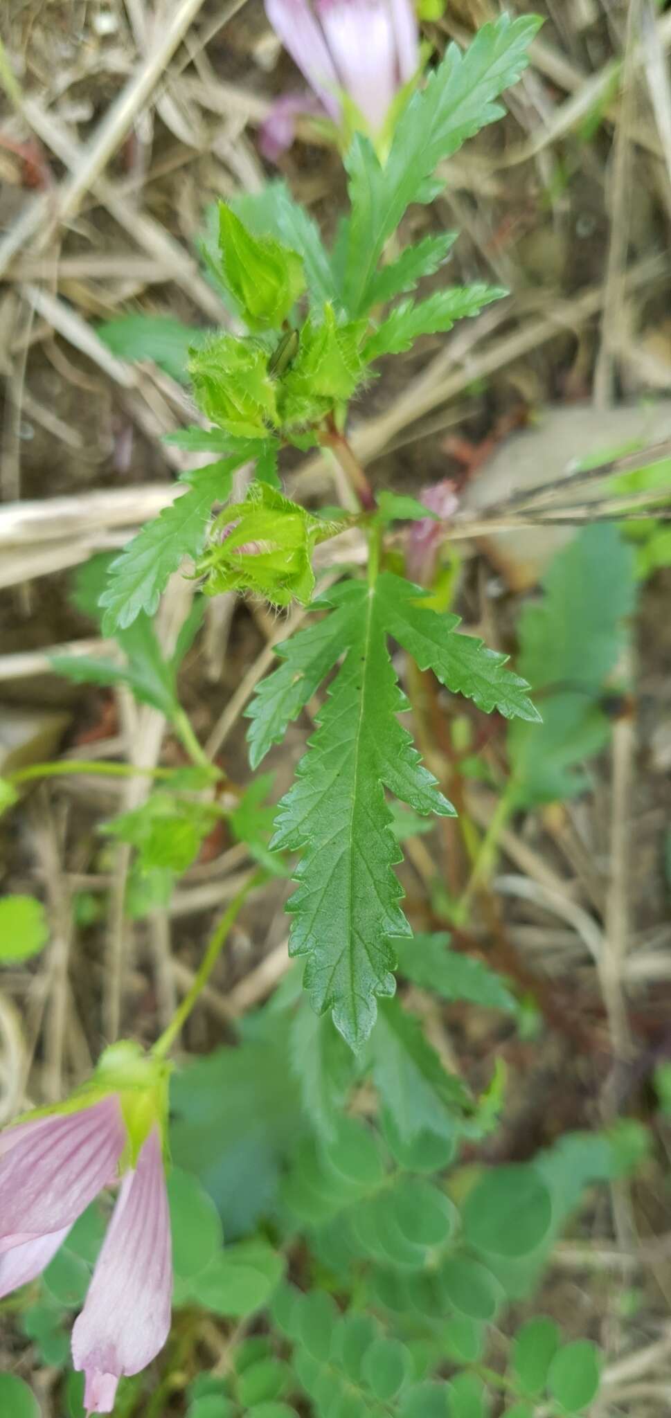 Image of Malope malacoides L.