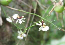 Image of Gomesa radicans (Rchb. fil.) M. W. Chase & N. H. Williams