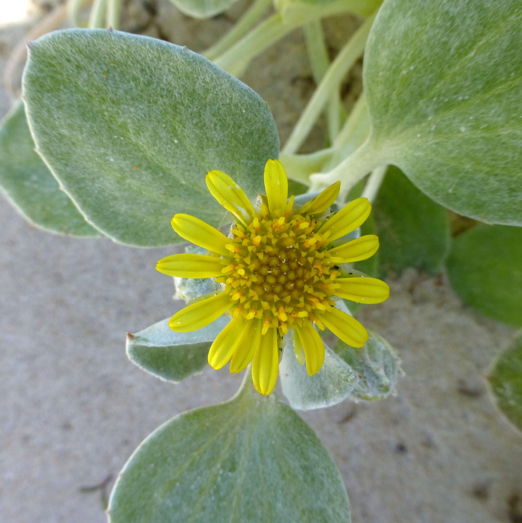 Image of Sand daisy