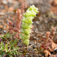 Crassula colorata (Nees) Ostenf. resmi