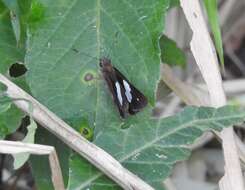 Image of Notocrypta paralysos volux Mabille 1883