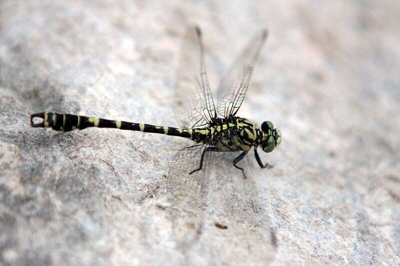 Imagem de Onychogomphus forcipatus (Linnaeus 1758)