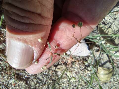 Image of Hypertelis umbellata (Forsk.) Thulin