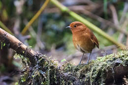 Grallaria saturata resmi