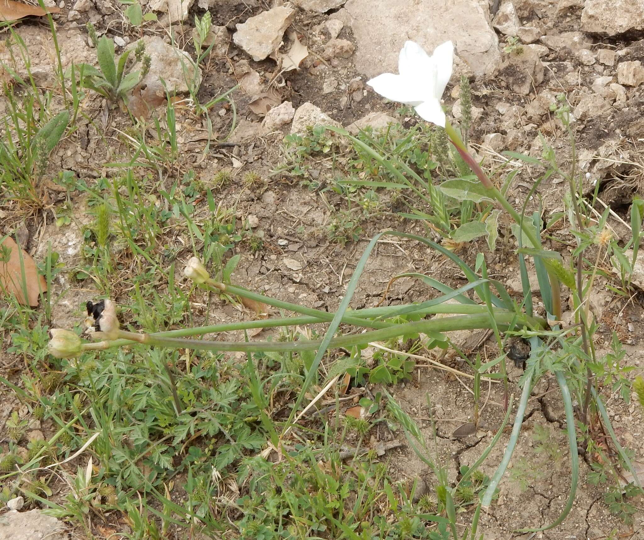 Image of prairie lily