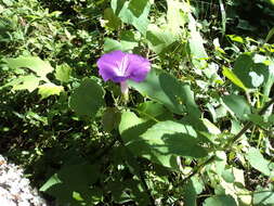 Plancia ëd Ipomoea silvicola House