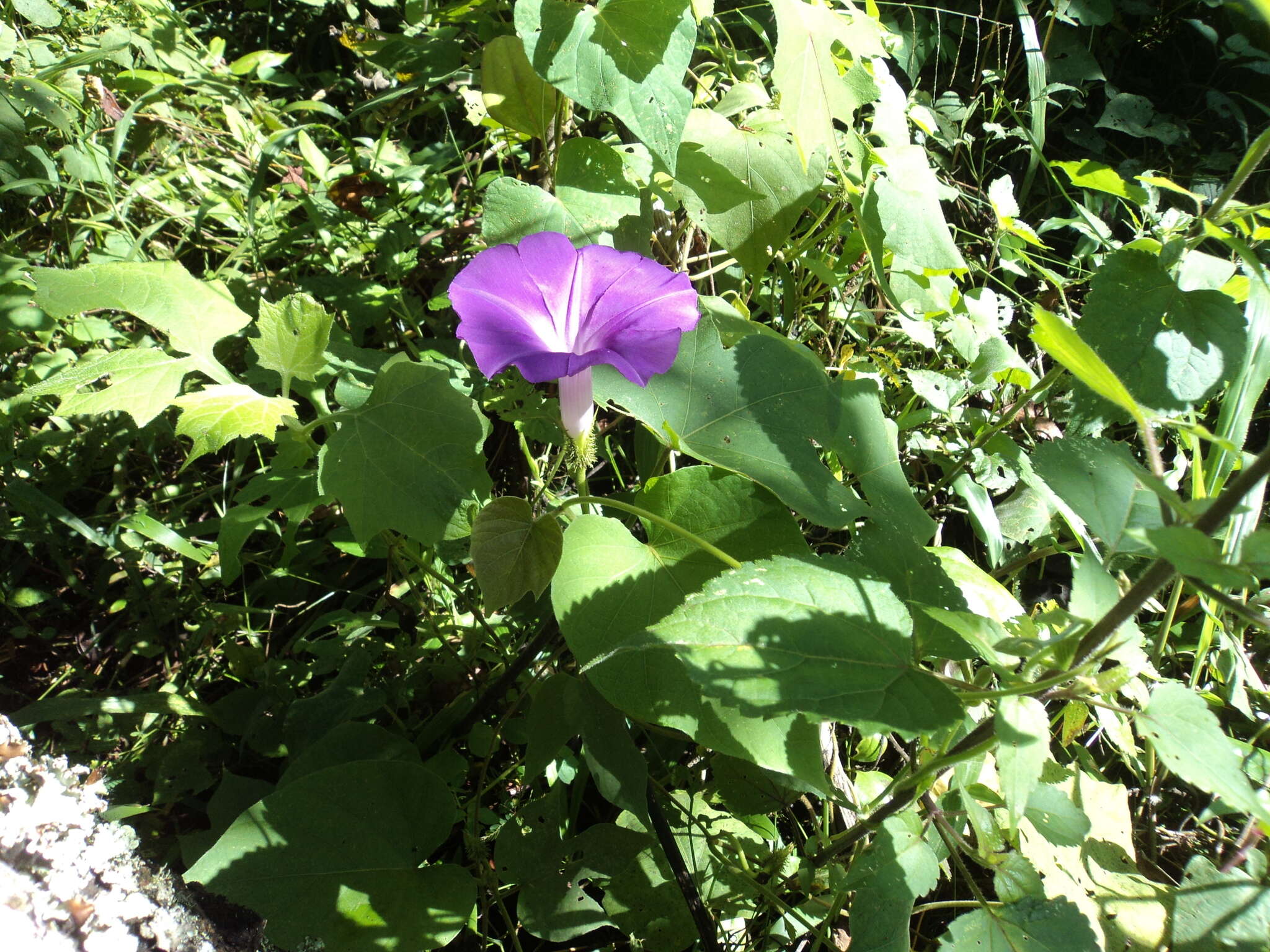 Plancia ëd Ipomoea silvicola House