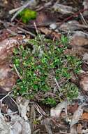 Image of Pultenaea gunnii subsp. tuberculata