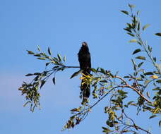 Sivun Crotophaga Linnaeus 1758 kuva