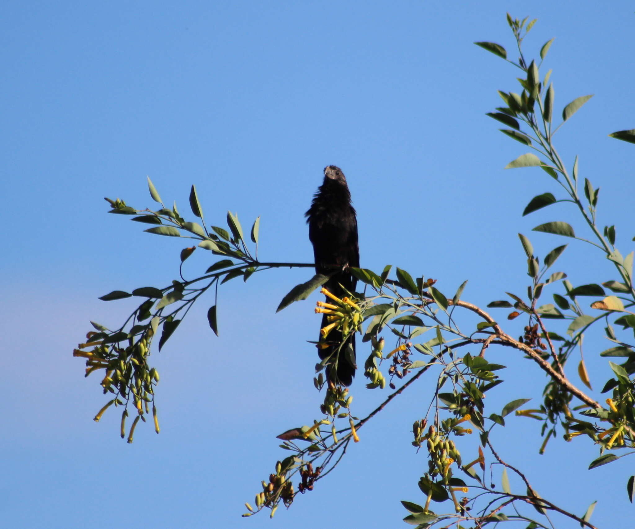 Imagem de Crotophaga Linnaeus 1758