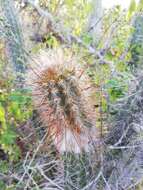 Pilosocereus quadricentralis (E. Y. Dawson) Backeb. resmi