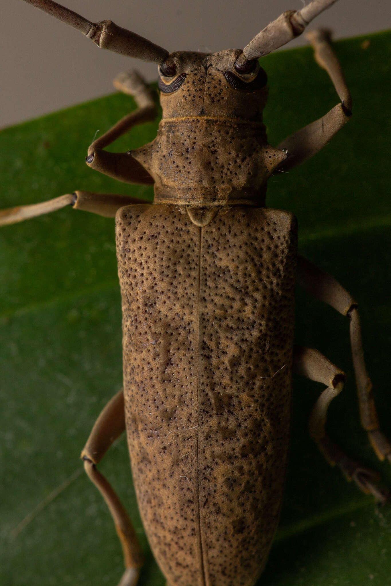 Image of Acalolepta aurosericea (Breuning 1936)