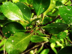 Image of yamstick mangrove