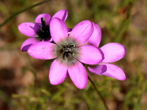 Image of Ixia versicolor G. J. Lewis