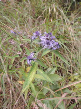 Image of Haumaniastrum villosum (Benth.) A. J. Paton