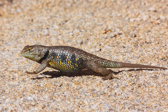 Image of Sceloporus uniformis Phelan & Brattstrom 1955