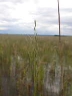 Image of Eragrostis infecunda J. M. Black