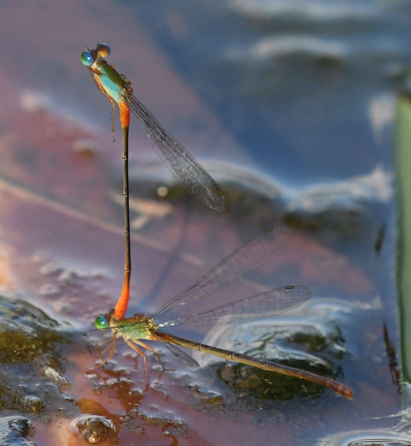 Image of bi-coloured damsel