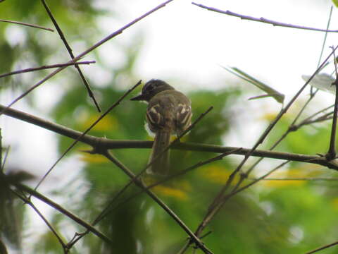 Image of Dusky-tailed Flatbill