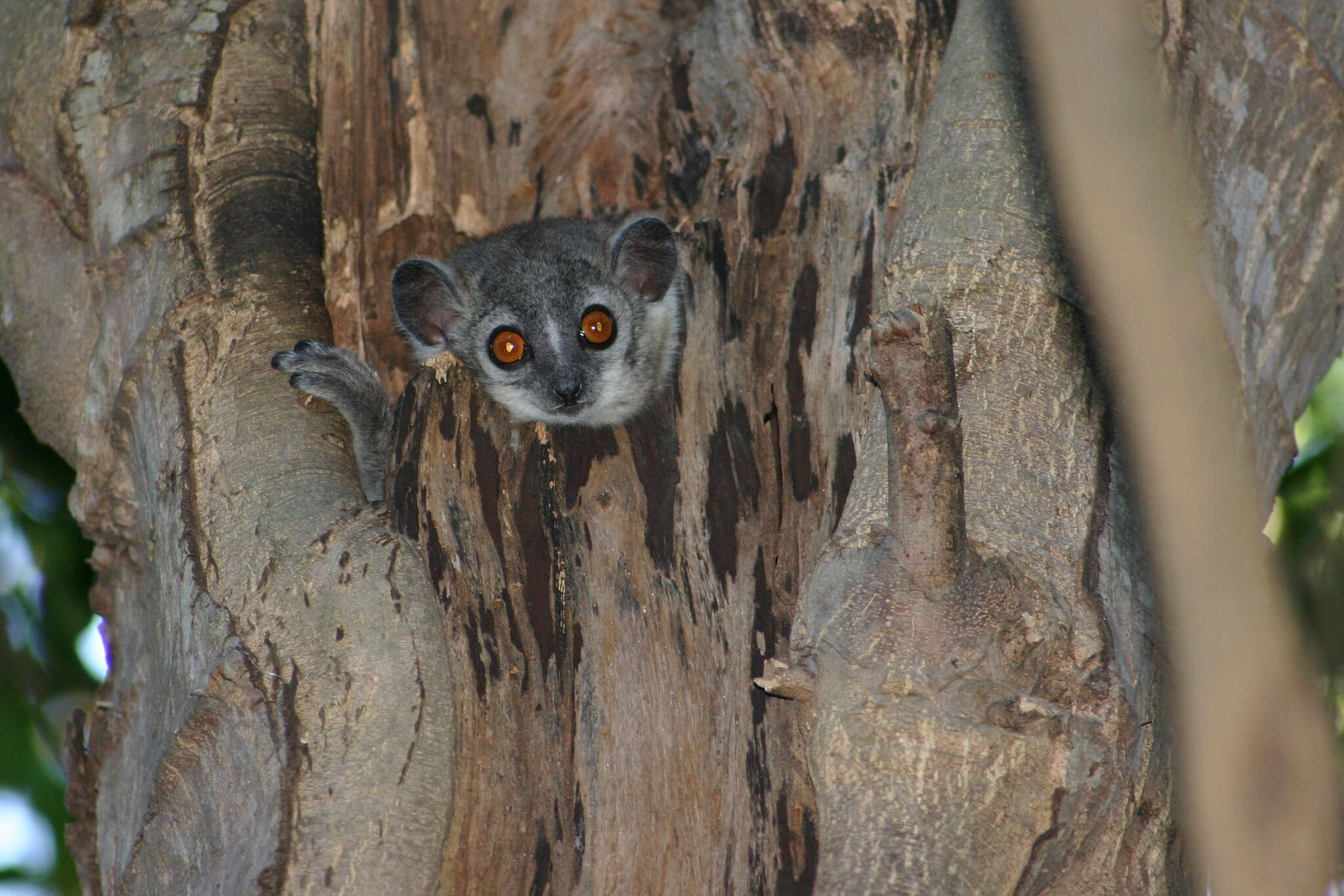 Image of white-footed sportive lemur