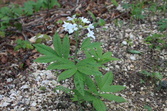 Image of Pinnate Coralroot