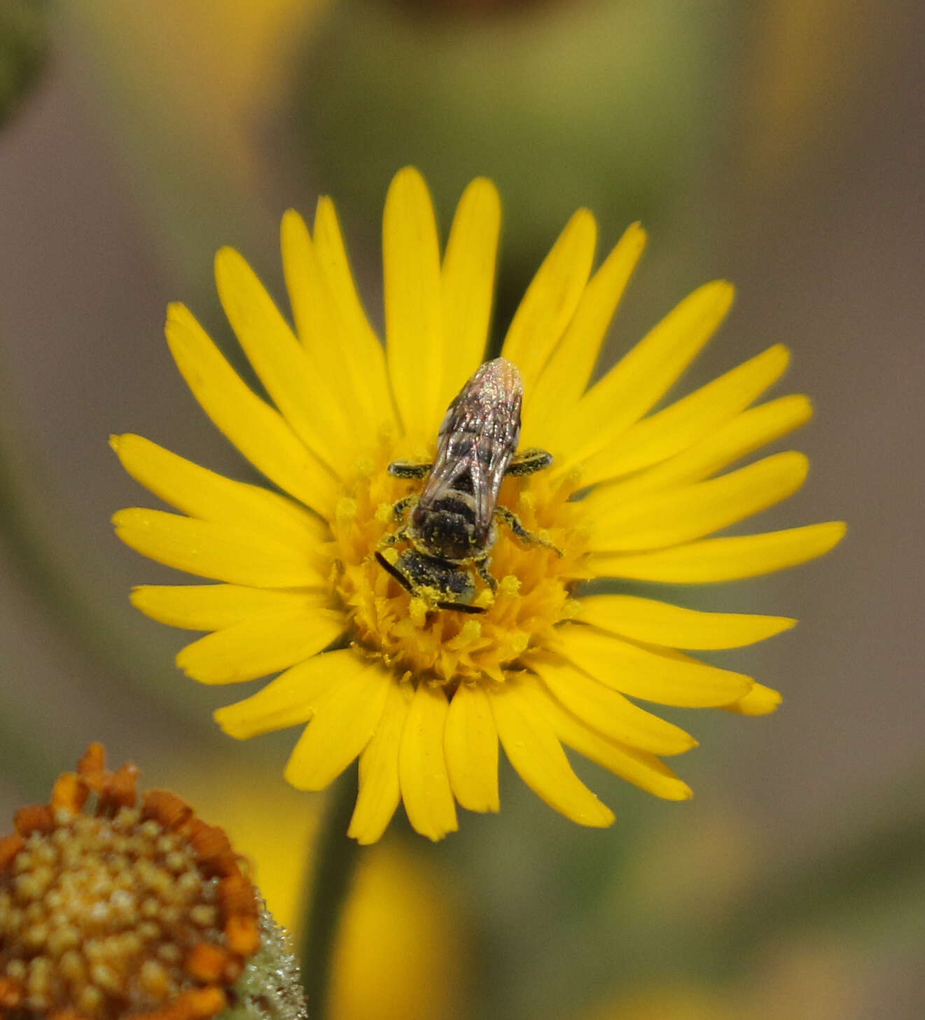 Image of Epeolus minimus (Robertson 1902)