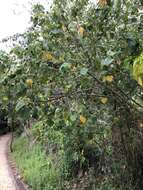 Image de Macaranga involucrata var. mallotoides (F. Muell.) L. M. Perry