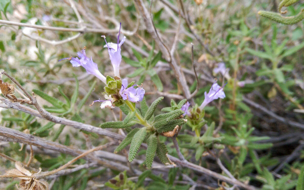 Image of rose sage