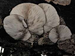 Plancia ëd <i>Crepidotus fuscovelutinus</i>