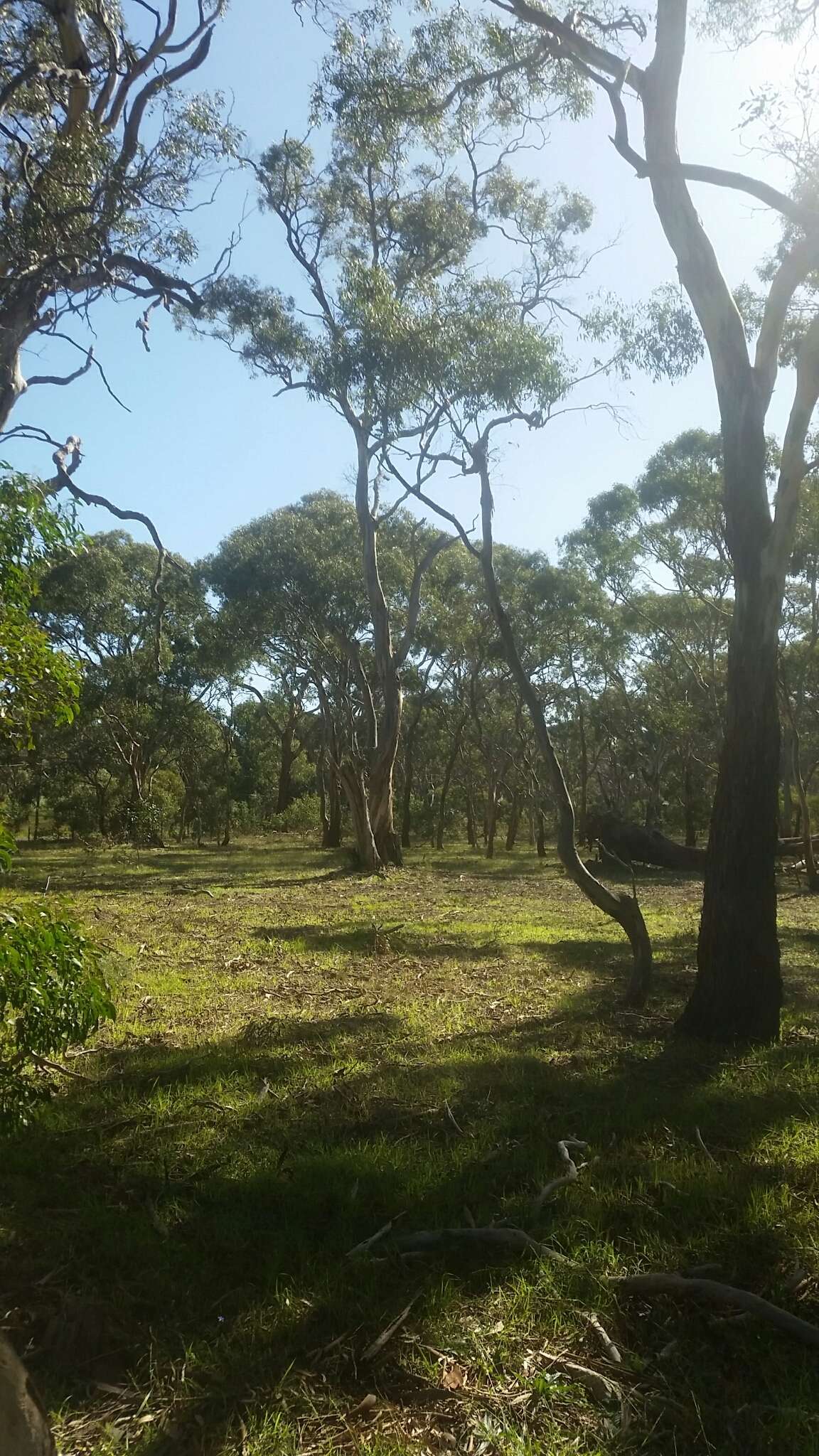 Image de Eucalyptus leucoxylon subsp. connata K. Rule