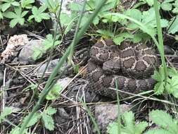 Crotalus cerberus (Coues ex Wheeler 1875)的圖片