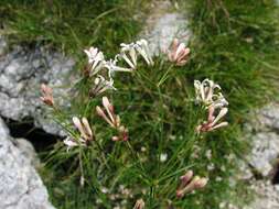 Image of Asperula aristata L. fil.