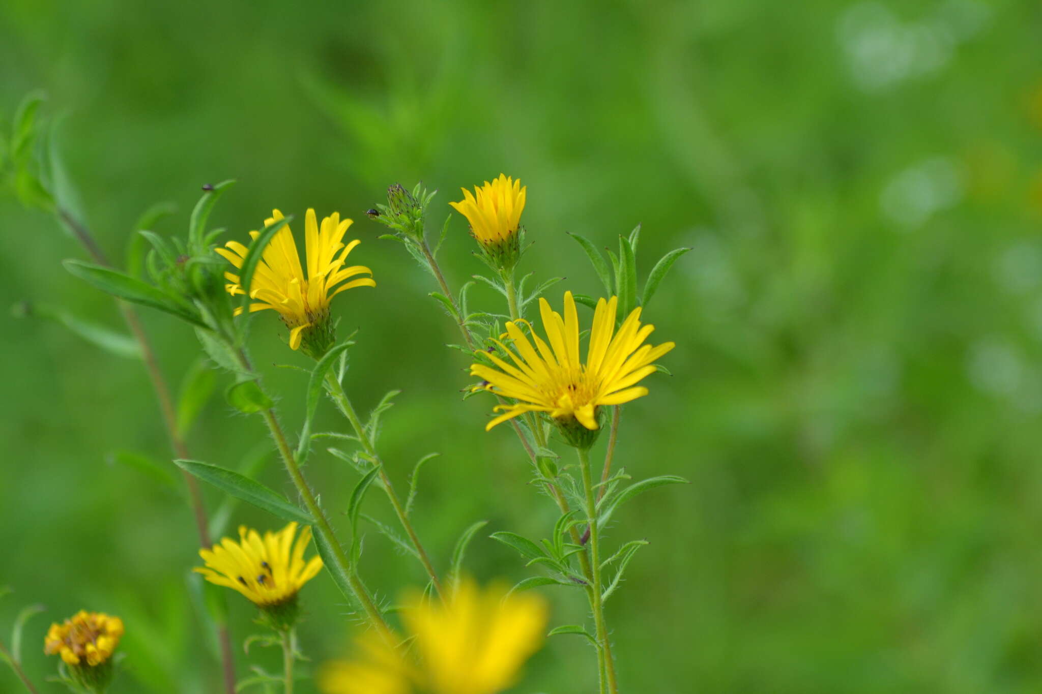 Image of Heterotheca camporum var. glandulissima