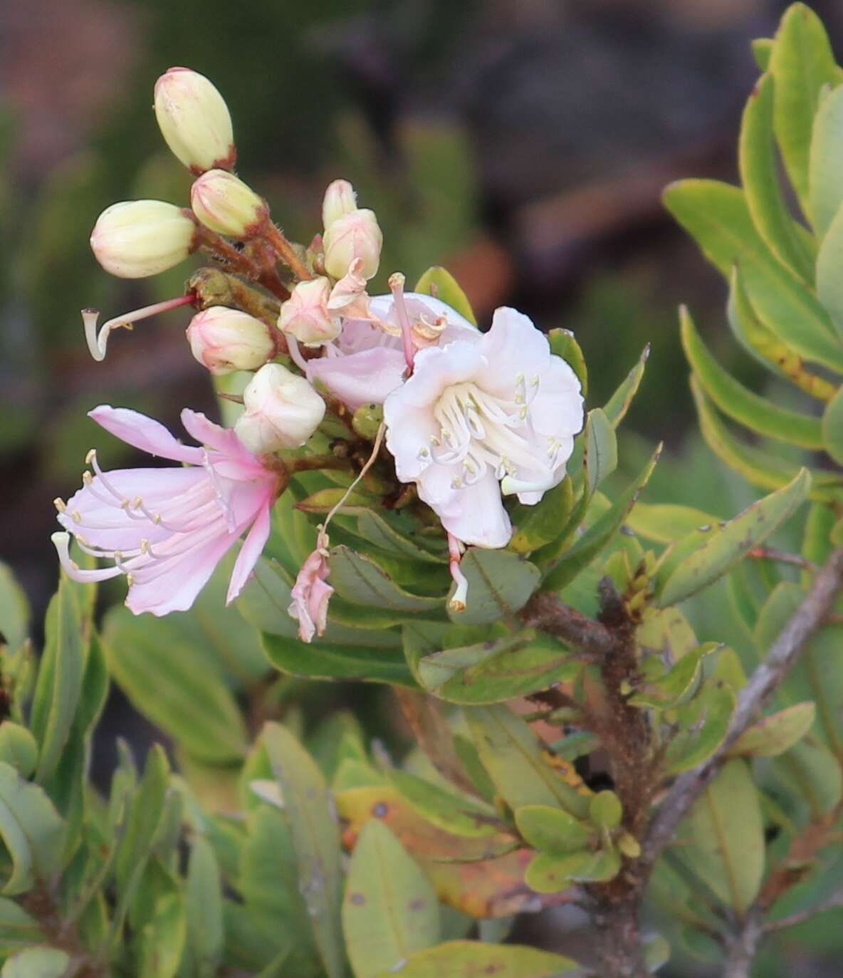 Image of Bejaria aestuans L.