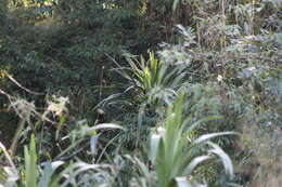 Image of Cordyline sellowiana Kunth