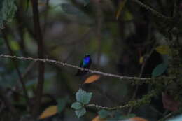 Image of Lazuline Sabrewing