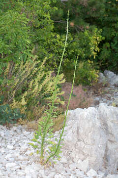 Image de Campanula pyramidalis L.