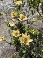 Plancia ëd Leucadendron discolor Buek ex Meissn.