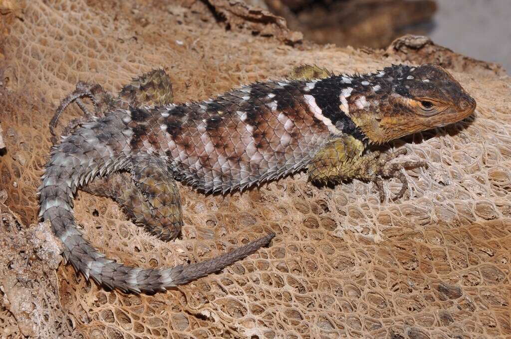 Image of Blue Spiny Lizard