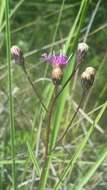 صورة Vernonia blodgettii Small