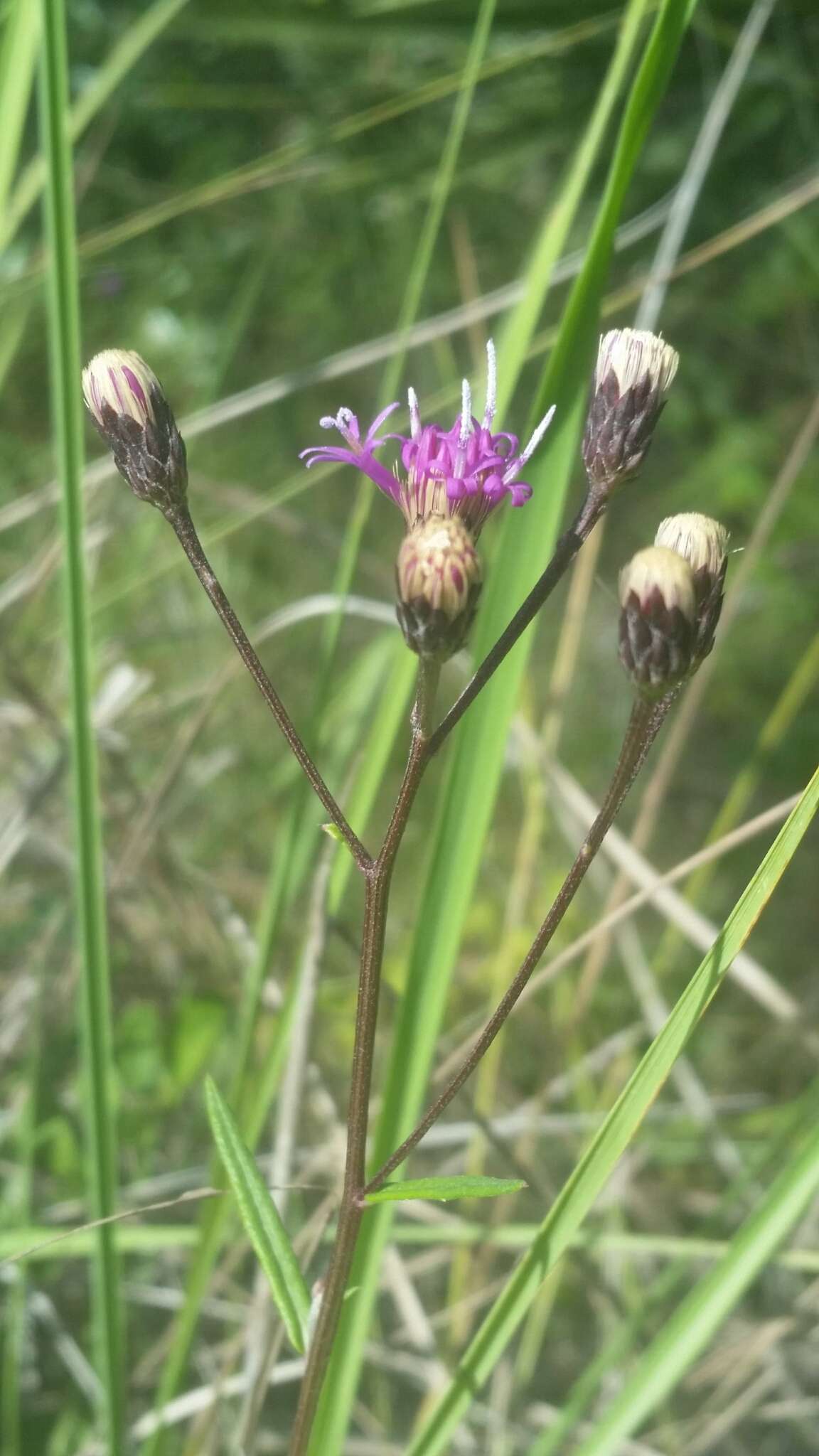 صورة Vernonia blodgettii Small