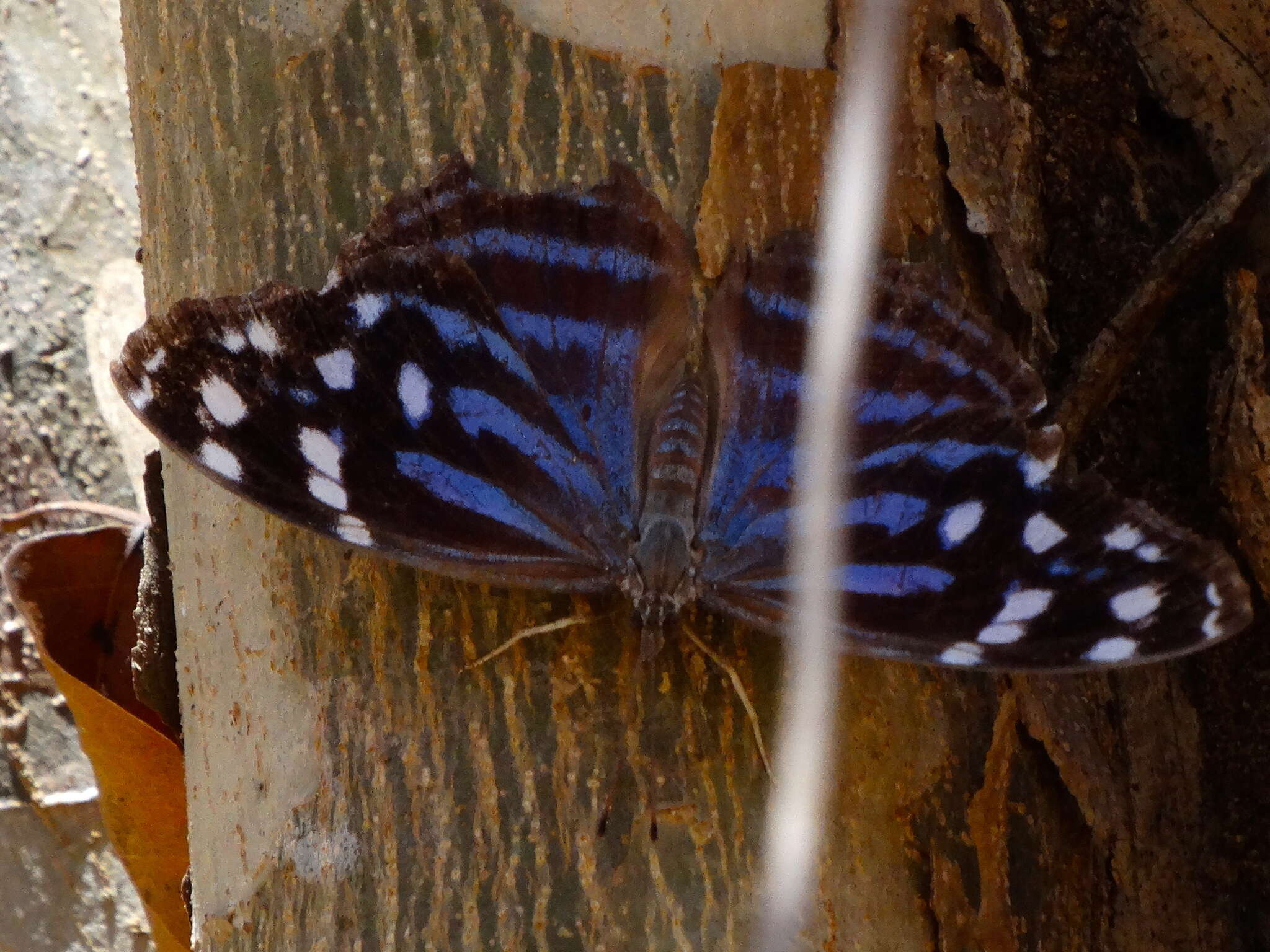 Image of Mexican Bluewing