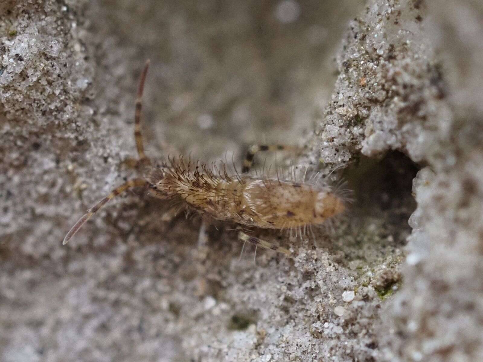 Image de Entomobrya dorsalis Uzel 1891