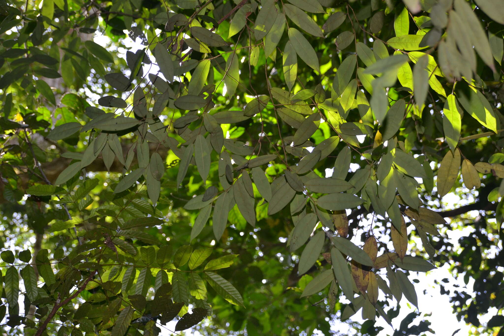 Image of Xylopia macrantha Triana & Planch.