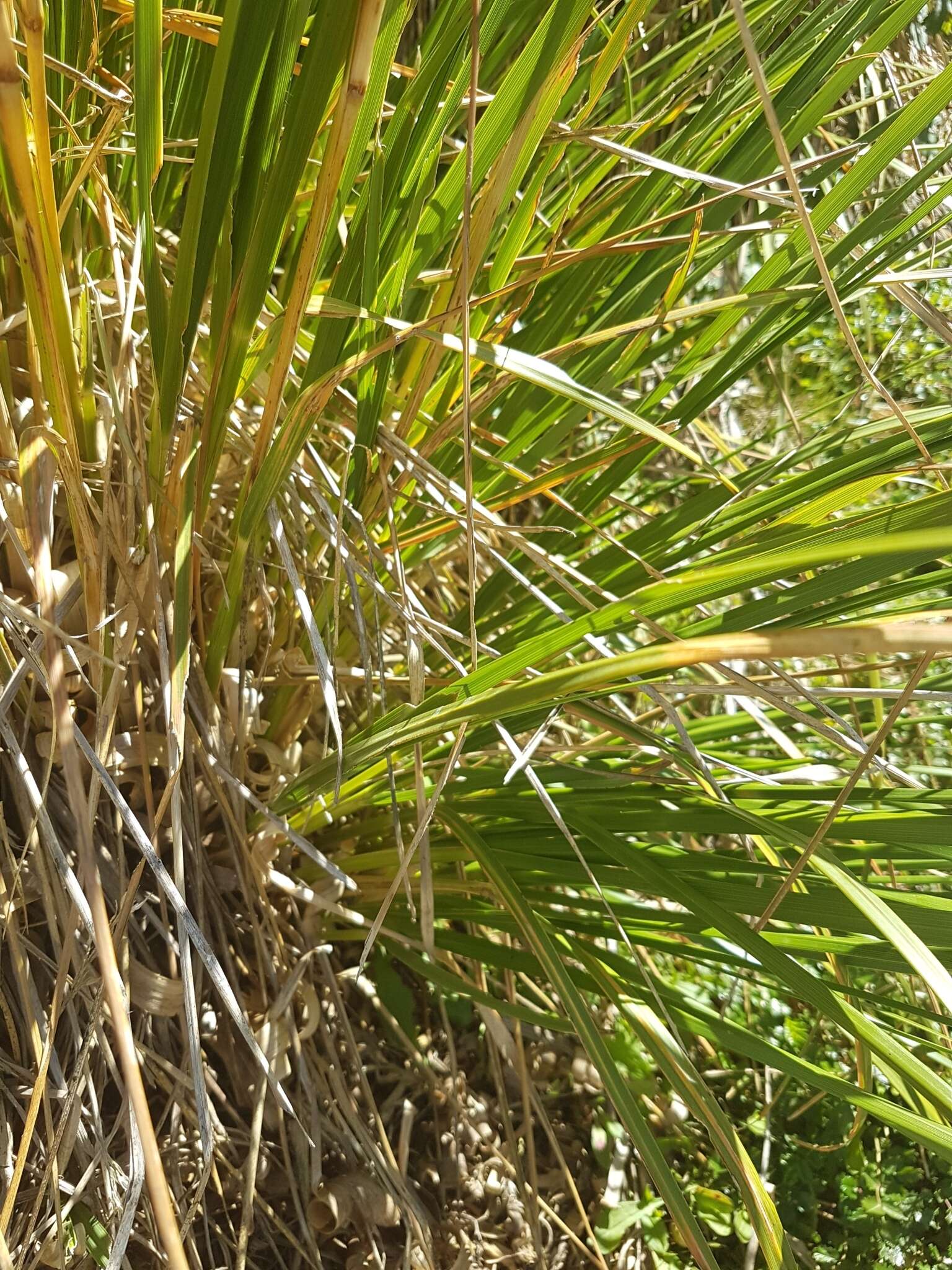 صورة Chionochloa frigida (Vickery) Conert