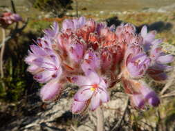 Image of Dilatris corymbosa P. J. Bergius