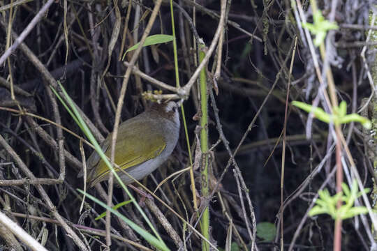 Image of White-browed Crombec