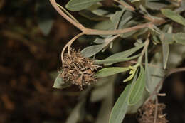 Image of Tessaria integrifolia Ruiz & Pav.