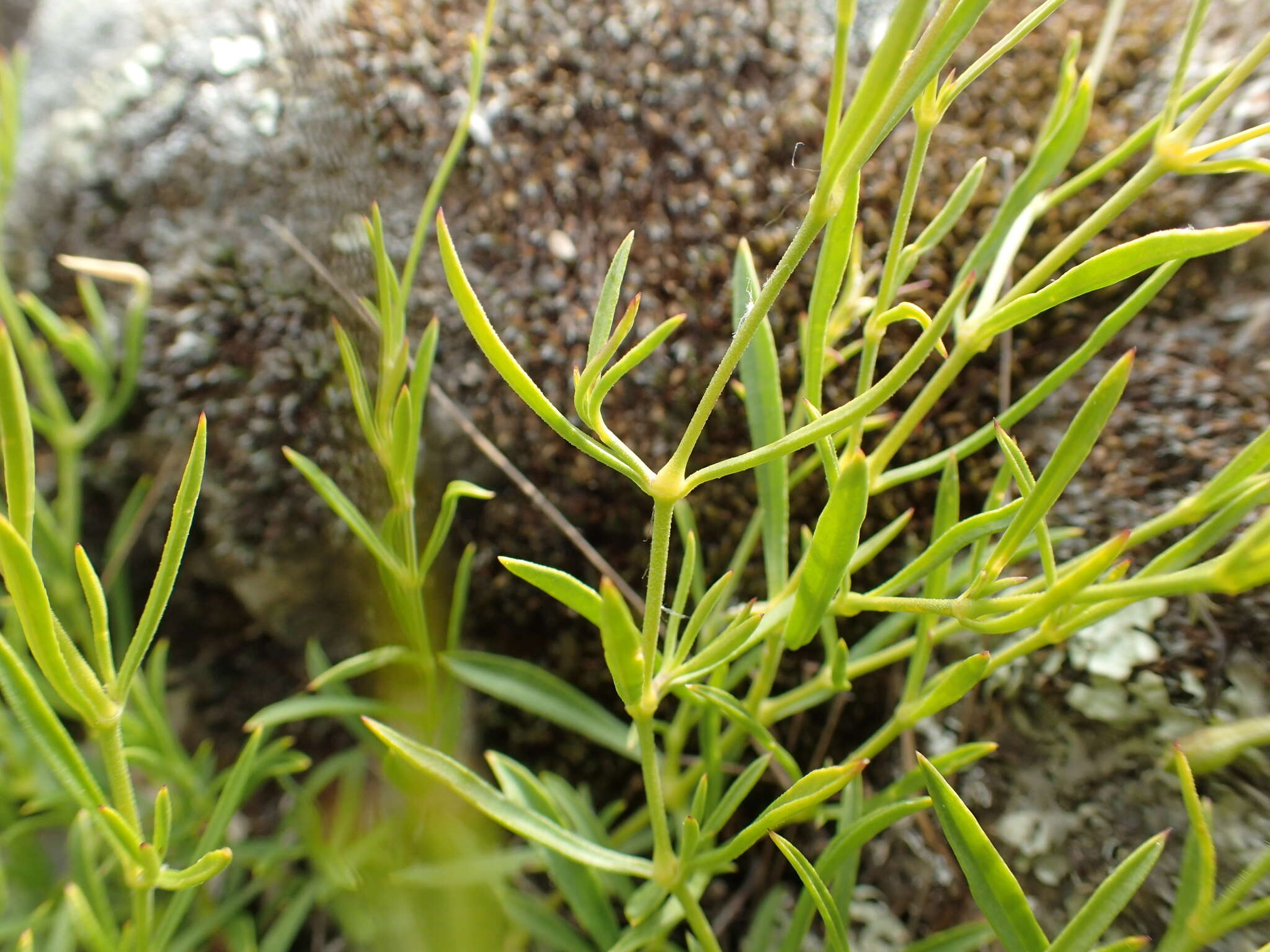 Image of Silene saxifraga L.