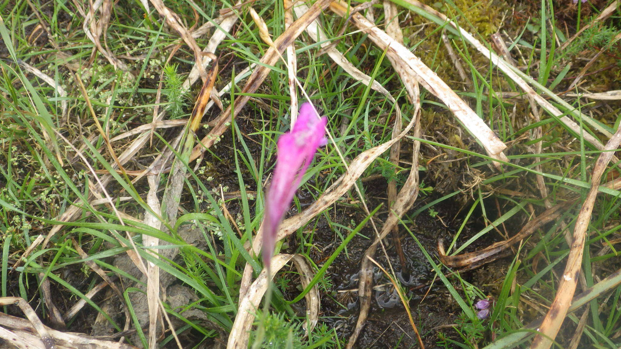 Image of Gladiolus illyricus W. D. J. Koch